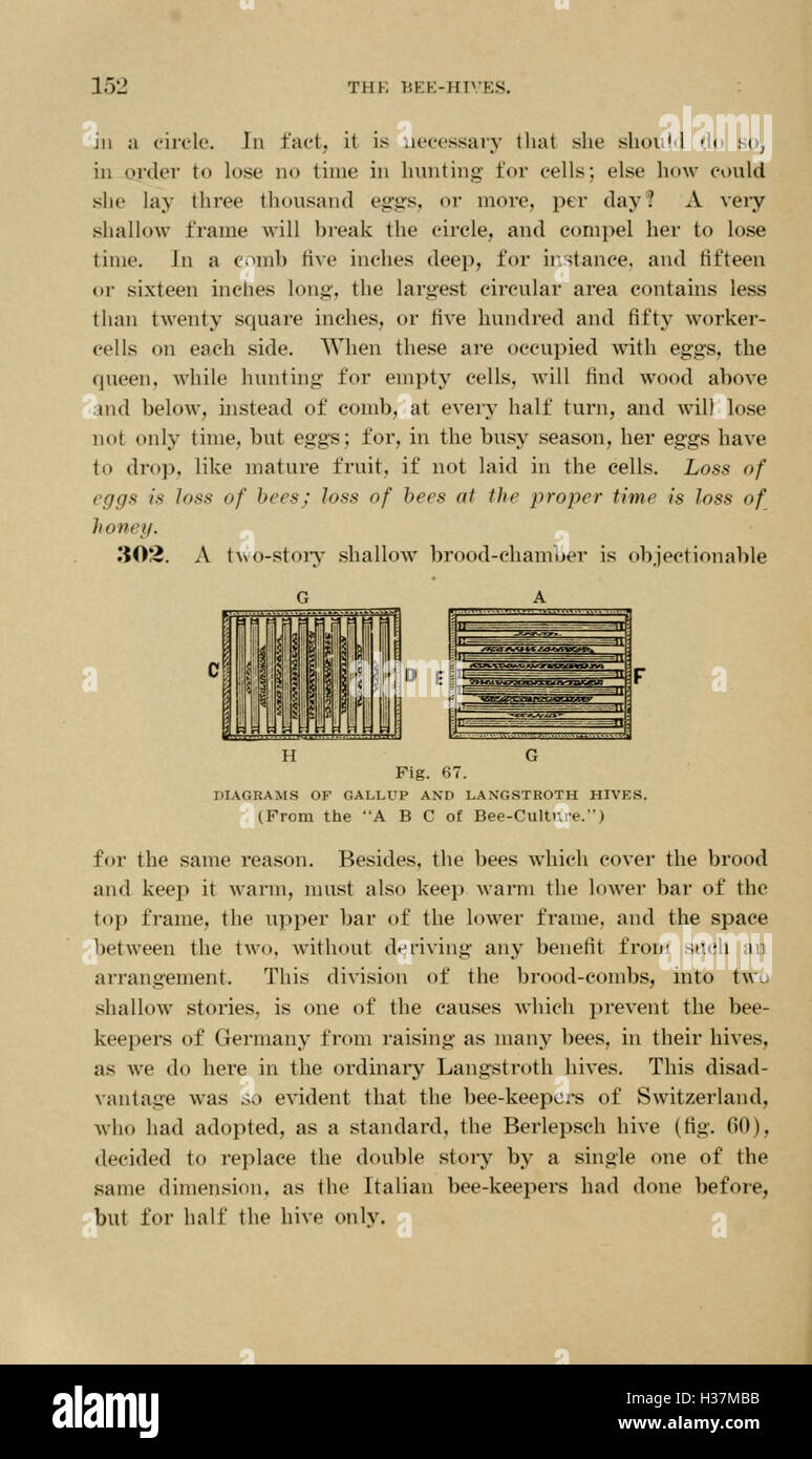 Diese Arbeit von Langstroth bietet eine eingehende Untersuchung der Bienenzucht, einschließlich Bienenbewirtschaftung, Bienenverhalten und Honigproduktionstechniken. Stockfoto