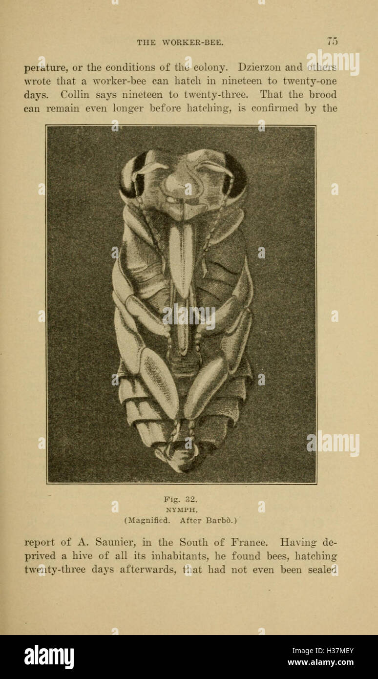 Eine detaillierte Untersuchung der Imkerei mit Schwerpunkt auf der Gestaltung und Bewirtschaftung von Bienenstöcken und dem Verhalten von Honigbienen. Stockfoto