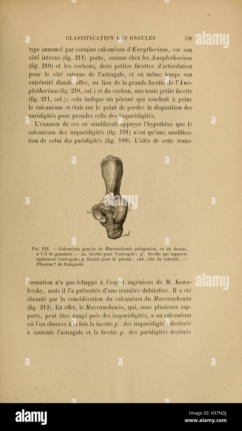 Dieser französische Text untersucht die Zusammenhänge zwischen Tierarten im Laufe der geologischen Zeit und beschreibt, wie sie in prähistorischen Ökosystemen entwickelt und interagiert haben. Stockfoto