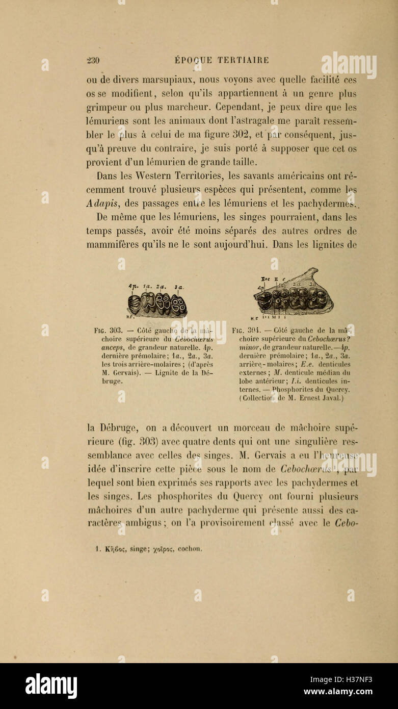 Eine Untersuchung der Sequenzen und Zusammenhänge des Tierlebens während geologischer Zeiträume, wobei untersucht wird, wie Arten sich im Laufe der Zeit entwickelt und interagiert haben. Stockfoto