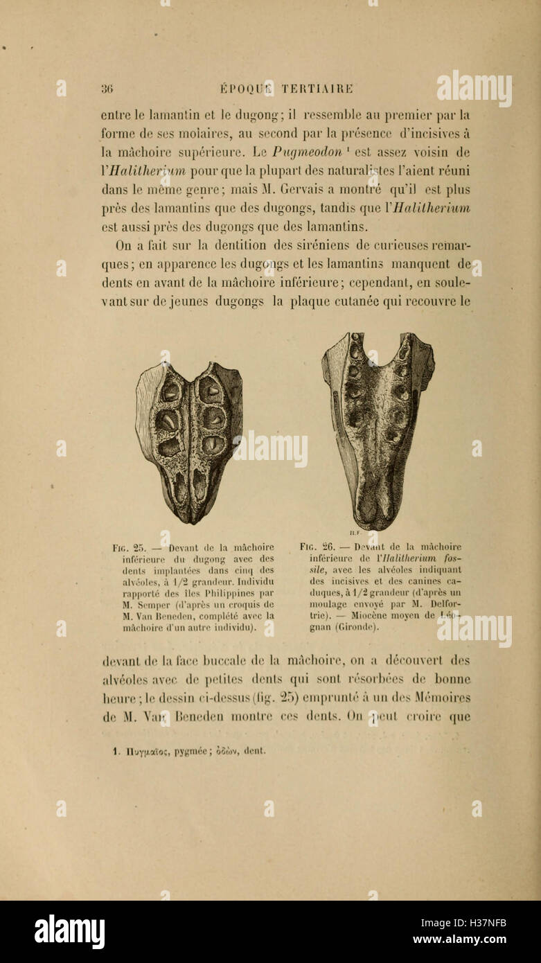 Diese Arbeit beschäftigt sich mit den Zusammenhängen zwischen Tierarten in geologischen Zeiträumen und hebt evolutionäre Muster und Interaktionen zwischen Tierarten im Zeitverlauf hervor. Stockfoto