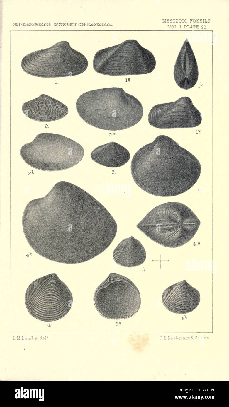 Auf dieser Seite werden Fossilien aus der mesozoischen Ära behandelt, einschließlich bedeutender Entdeckungen ausgestorbener Pflanzen und Tiere aus dieser geologischen Periode. Stockfoto