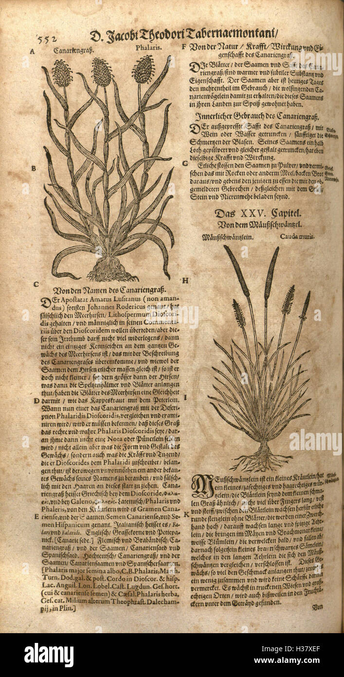 Diese deutschsprachige Arbeit bietet einen umfassenden Leitfaden zu Kräutern und ihrer medizinischen Verwendung. Seite 552 enthält spezifische Beispiele für Kräuter und ihre Eigenschaften in Heilpraktiken. Stockfoto