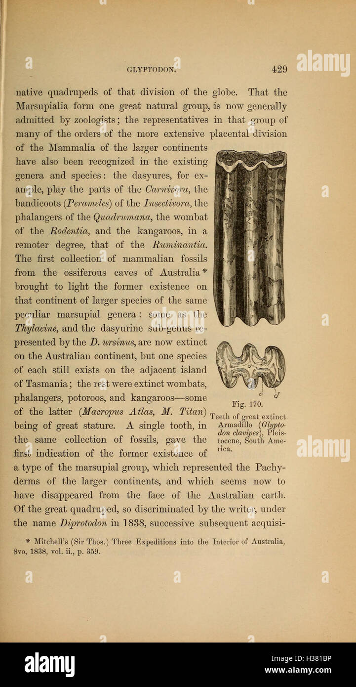 Diese Arbeit bietet einen systematischen Überblick über ausgestorbene Tiere und ihre Beziehungen innerhalb der geologischen Zeitskala und liefert wichtige Einblicke in paläontologische Studien. Stockfoto