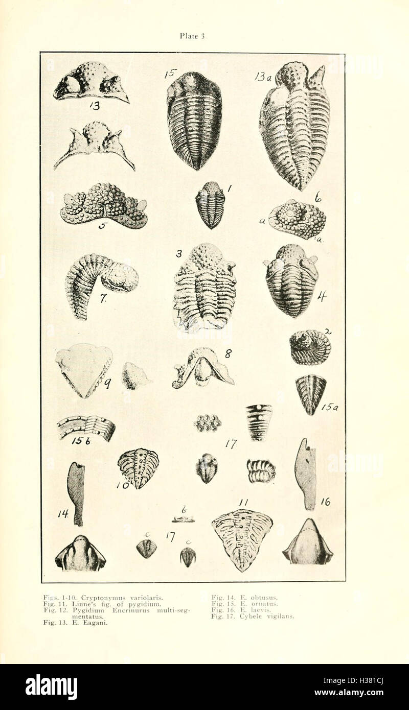 In diesem Dokument wird eine Untersuchung der paläozoischen Krebstiere vorgestellt, wobei deren Rolle in dieser geologischen Periode und ihre evolutionäre Bedeutung im Mittelpunkt stehen. Stockfoto