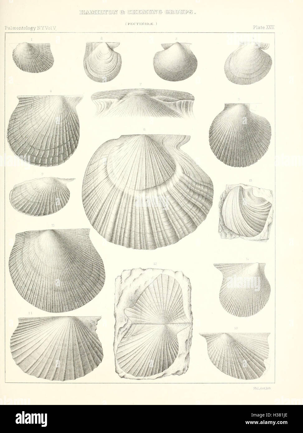 Diese Arbeit konzentriert sich auf die Paläontologie von New York und beschreibt die Fossiliengeschichte des Bundesstaates, einschließlich der Entdeckung und Klassifizierung wichtiger Arten und geologischer Formationen. Stockfoto