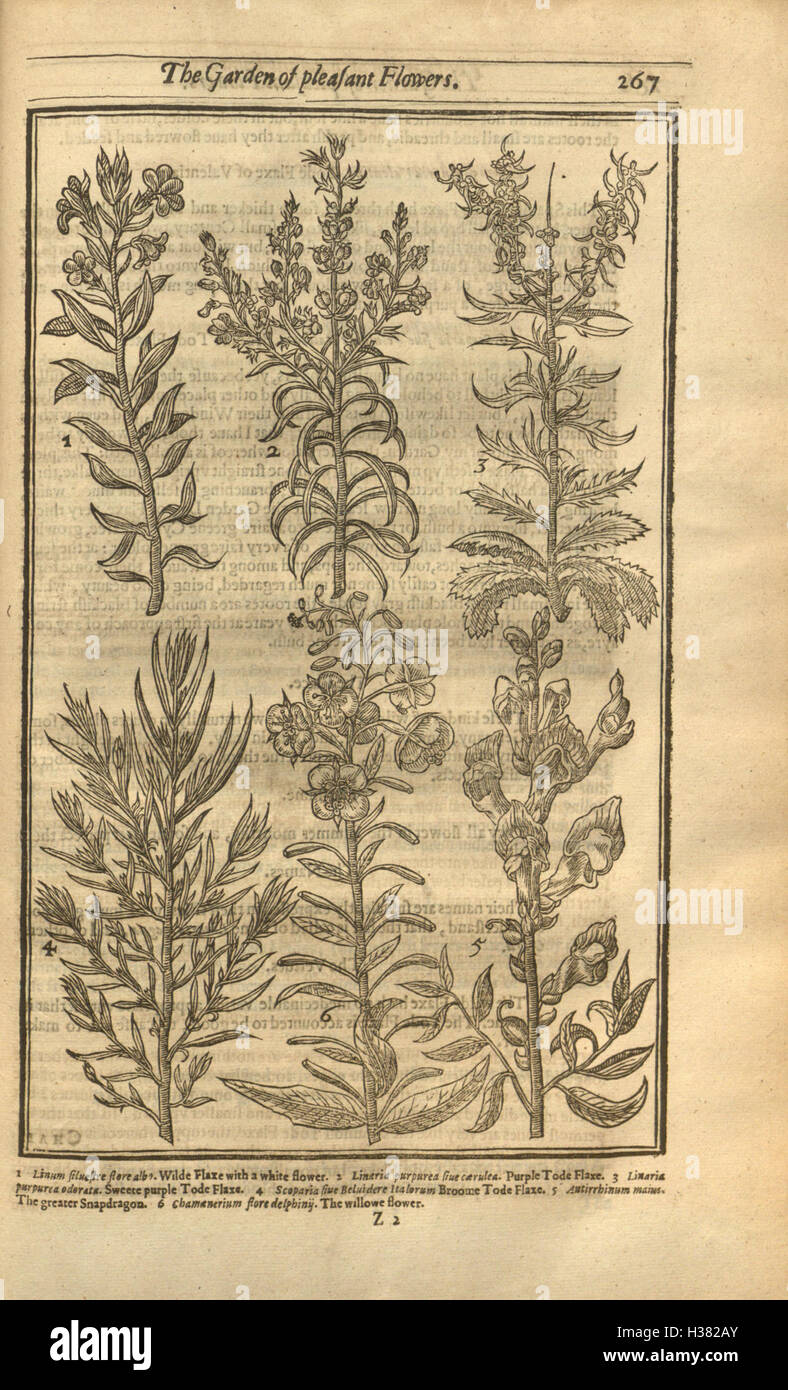 Dieses botanische Werk aus dem 17. Jahrhundert beschreibt verschiedene Blumen, die im englischen Klima gedeihen. Es bietet detaillierte Illustrationen und Beschreibungen von Pflanzen, die für englische Gärten geeignet sind, und betont deren Schönheits- und Pflegebedürfnisse. Stockfoto