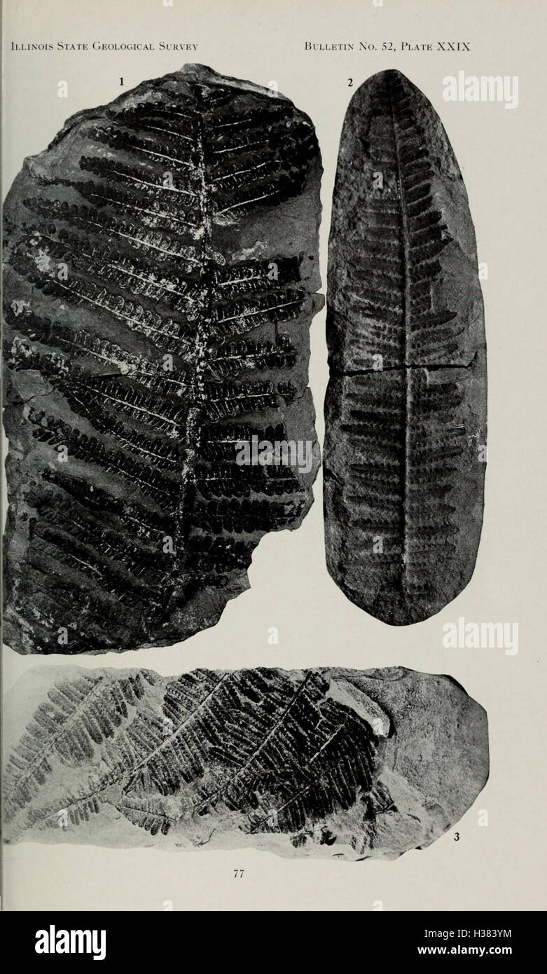Diese Arbeit beschäftigt sich mit der pennsylvanischen Flora im Norden von Illinois und konzentriert sich auf die Pflanzenarten, die während dieser geologischen Periode gedeihen. Stockfoto