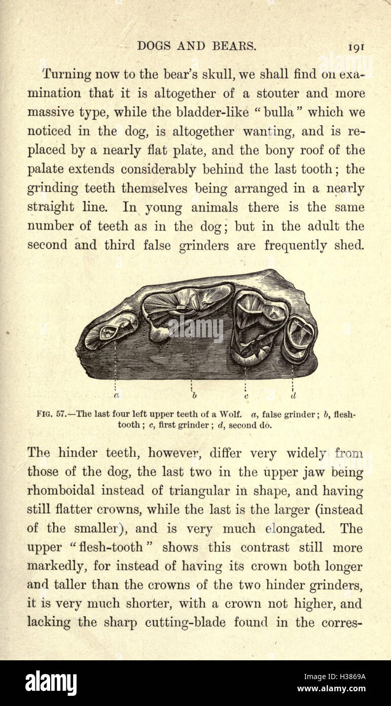 Diese Arbeit beschreibt die verschiedenen Phasen des Tierlebens, vergleicht prähistorische Arten mit modernen Tieren und untersucht die evolutionäre Entwicklung. Stockfoto