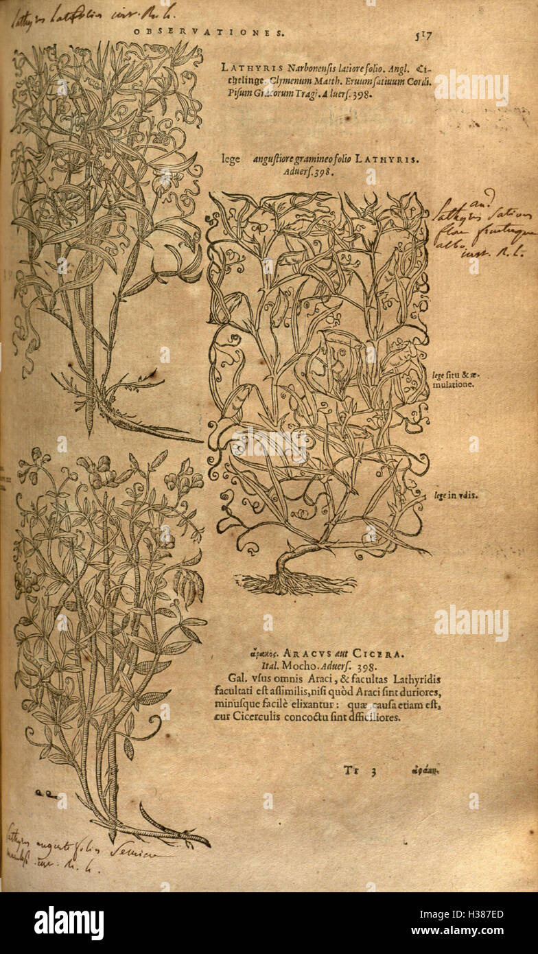 Botanische Arbeit zur Beschreibung verschiedener Pflanzenarten, ihrer medizinischen Verwendung und Klassifizierung mit Schwerpunkt auf Pflanzenarten, die in bestimmten Regionen heimisch sind, und ihrer Anwendung. Stockfoto