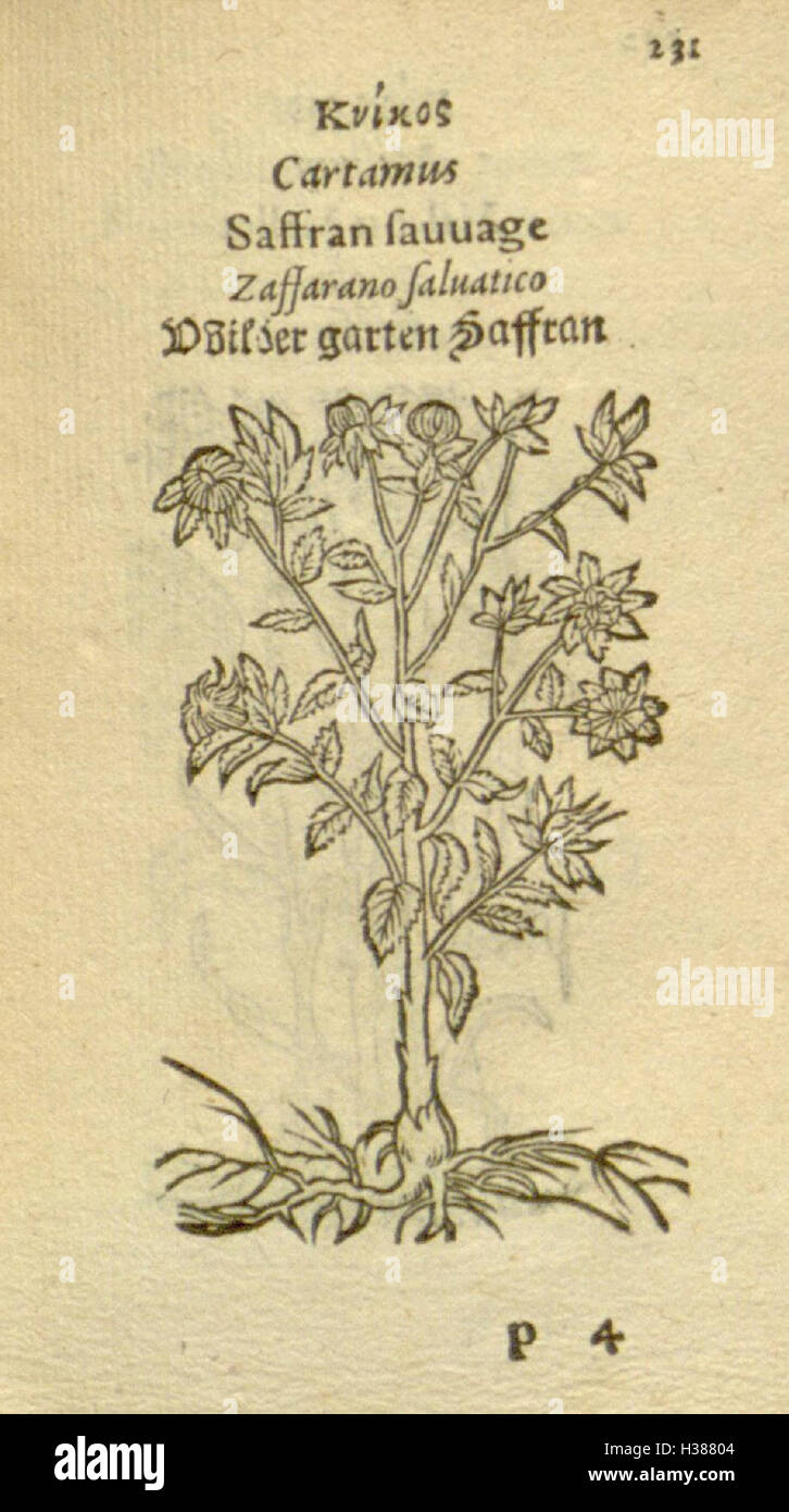 Eine Sammlung botanischer Illustrationen, die verschiedene Pflanzenarten darstellen und deren anatomische Struktur, Form und Identifizierung hervorheben. Diese Arbeit dient als Lehrmittel für Pflanzenidentifikation und botanische Studien. Stockfoto