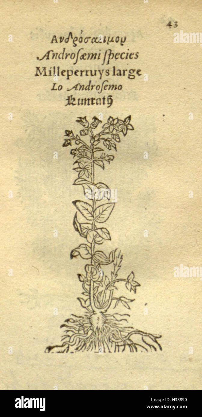 Eine Reihe botanischer Illustrationen, die verschiedene Pflanzenarten zeigen und eine künstlerische und wissenschaftliche Darstellung ihrer Struktur und Taxonomie bieten. Die Arbeiten sind für die Pflanzenidentifizierung und die botanische Forschung von wesentlicher Bedeutung. Stockfoto