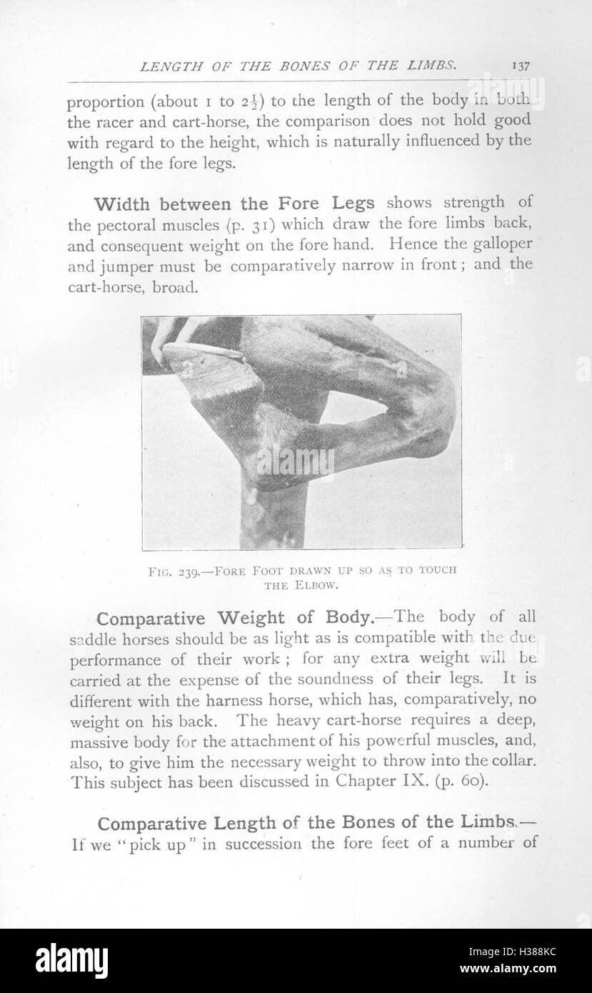Dieser Text konzentriert sich auf die wichtigsten anatomischen Punkte des Pferdes und hebt wichtige Merkmale hervor, die für die Beurteilung und das Training verwendet werden. Es ist wichtig, um das Pferdewesen und die Fitness zu verstehen. Stockfoto