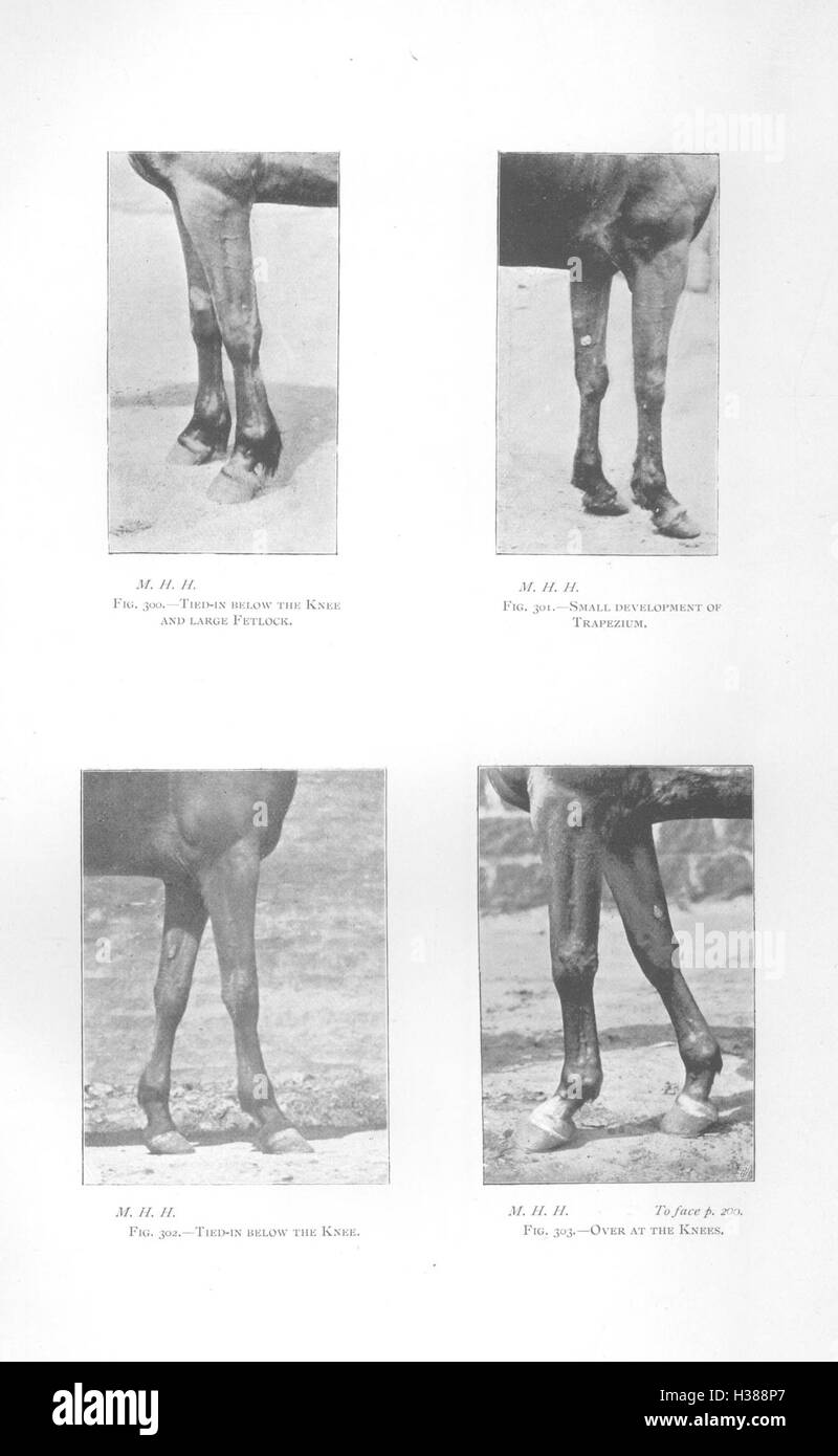 In diesem Text werden die physischen Punkte des Pferdes erläutert, wobei der Schwerpunkt auf den anatomischen Merkmalen und strukturellen Details liegt, die für die Identifizierung und das Verständnis der Pferdekonformität unerlässlich sind. Es dient als Leitfaden für die Bewertung von Pferden für Zucht, Ausbildung und Pflege. Stockfoto