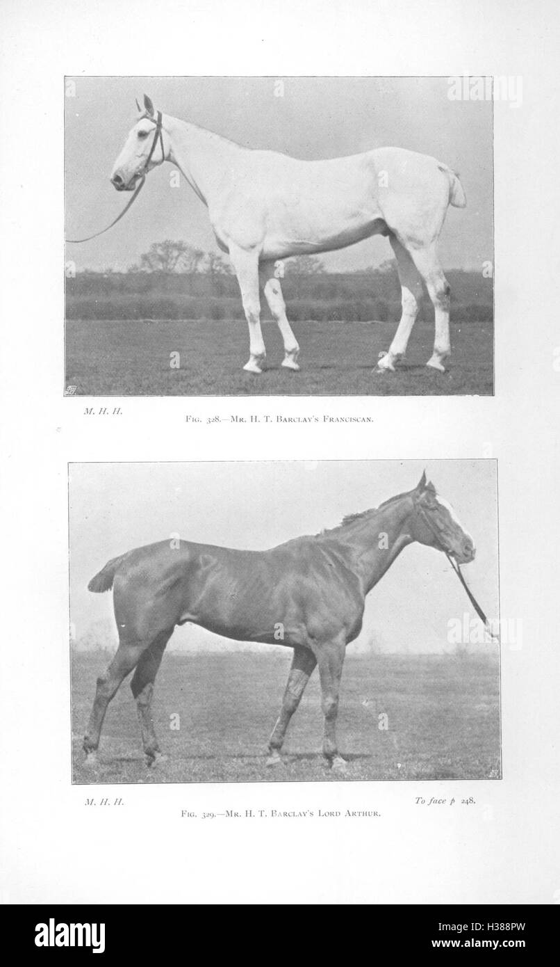 Auf dieser Seite werden die verschiedenen Punkte des Pferdes erläutert, wobei der Schwerpunkt auf den wichtigsten anatomischen Merkmalen liegt, die für das Verständnis des Pferdeaussehens und der Pflege von entscheidender Bedeutung sind. Stockfoto