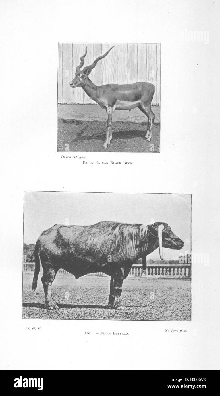 Diese Arbeit beschreibt die wichtigsten anatomischen Punkte des Pferdes, die für das Verständnis der Anatomie des Pferdes, der Reittechniken und der Gesundheitsbeurteilungen von entscheidender Bedeutung sind. Stockfoto