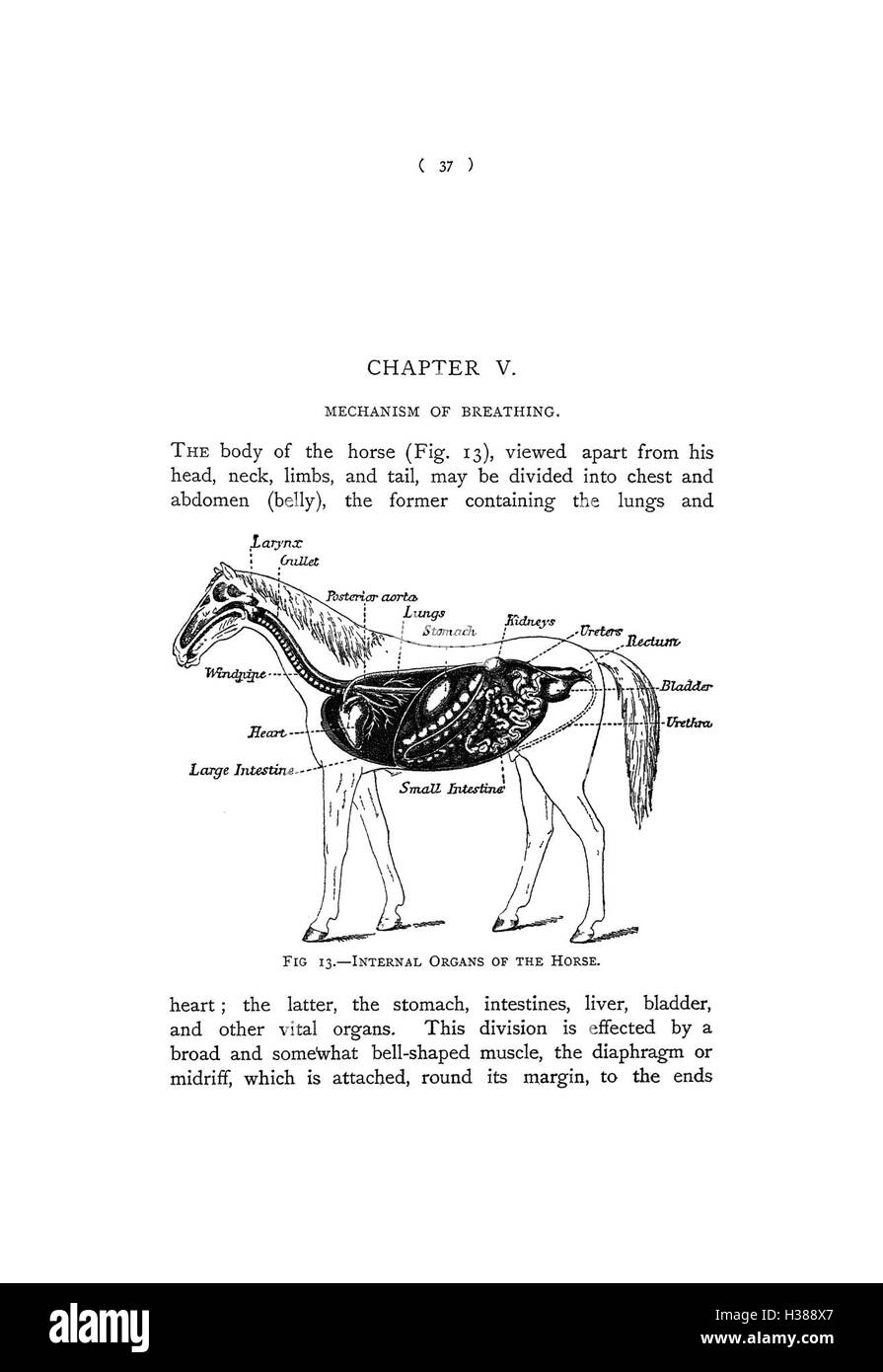 Eine detaillierte Untersuchung der anatomischen Punkte des Pferdes mit Schwerpunkt auf Schlüsselmerkmale wie Skelett, Muskelstruktur und Bewegungsmuster. Stockfoto
