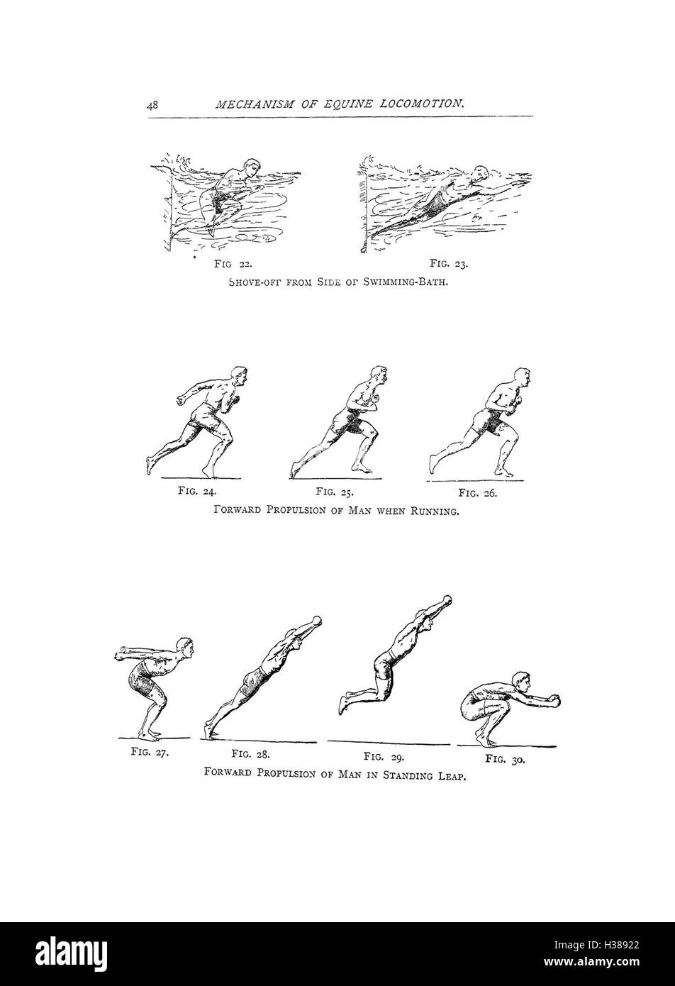 Diese Arbeit erklärt die wichtigsten anatomischen Merkmale und Merkmale von Pferden, mit Schwerpunkt auf den kritischen Punkten, die für die Beurteilung in verschiedenen Reitdisziplinen wichtig sind, wie Exterieur, Bewegung und Gesundheit. Stockfoto