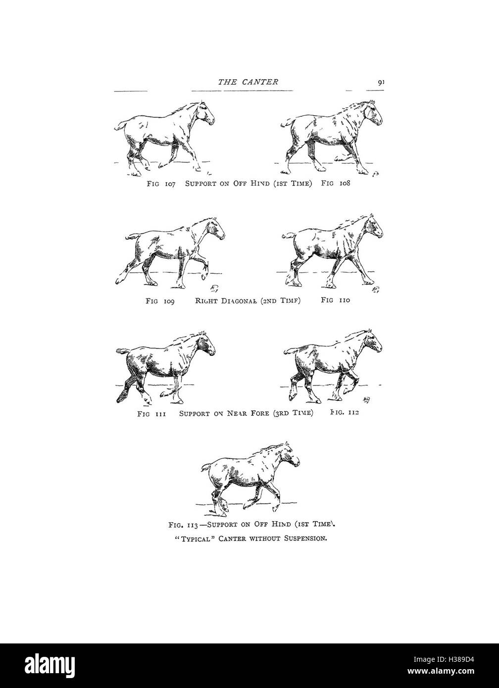 Diese Arbeit beschreibt die anatomischen und physischen Eigenschaften des Pferdes, wobei der Schwerpunkt auf seinen Exterieur- und seine Bedeutung für die Pferdeleistung liegt. Stockfoto