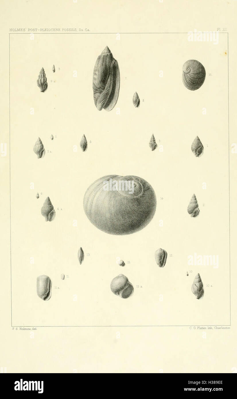 Diese Seite behandelt die postpleiozänen Fossilienfunde in South Carolina und beschreibt die Arten und Umgebungen, die nach der pleistozänen Epoche existierten. Stockfoto