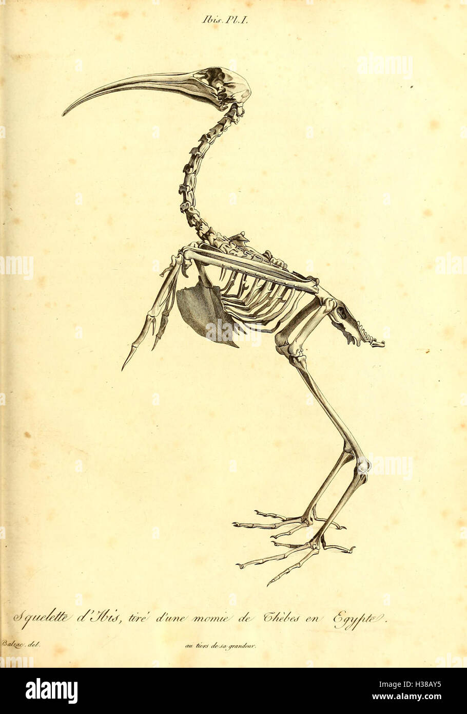 Diese Arbeit untersucht fossile Knochen von Vierbeiner und konzentriert sich dabei auf deren Analyse und Klassifizierung. Es liefert detaillierte Studien über verschiedene Arten und die Evolutionsgeschichte dieser Tiere. Stockfoto
