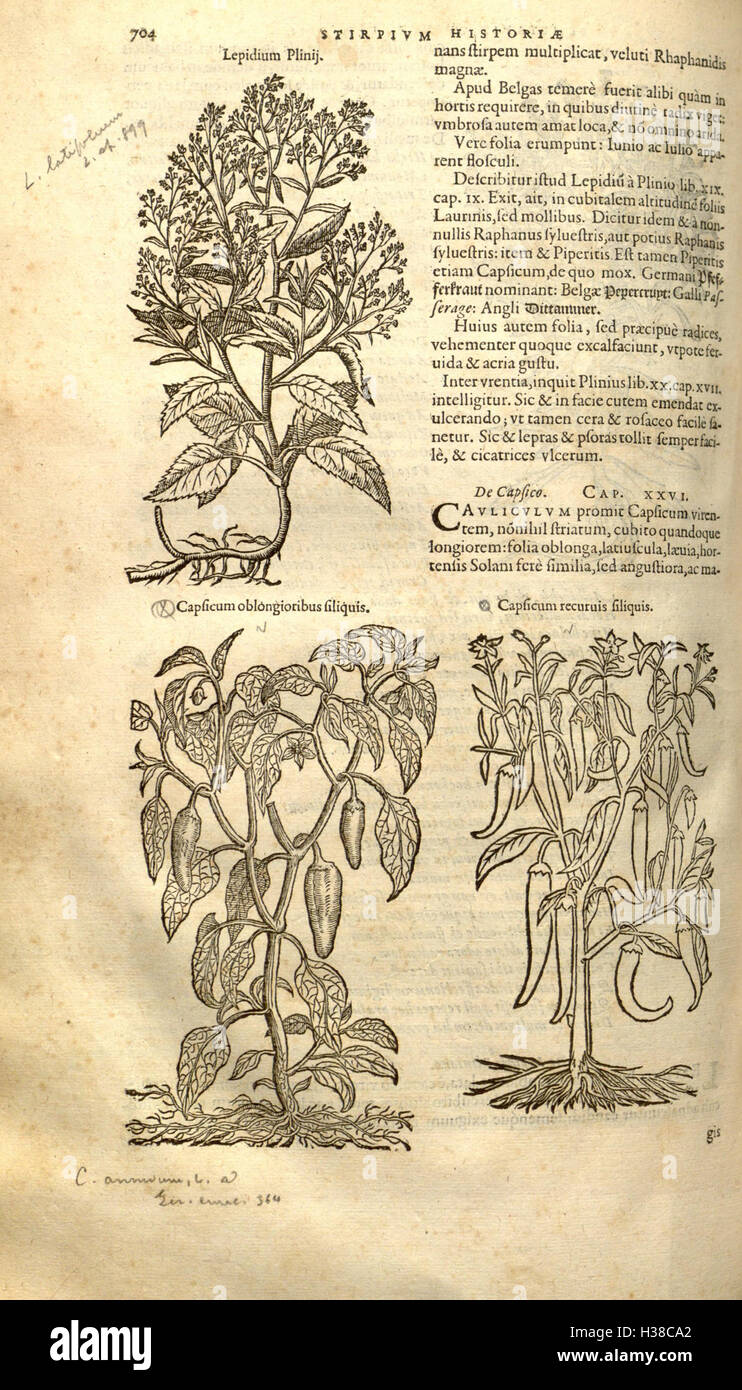 Rembert Dodoens' Werk Stirpium Historiae ist ein Schlüsseltext in der frühen botanischen Literatur, in dem Pflanzenarten und ihre medizinische Anwendung beschrieben werden. Diese Ausgabe bietet eine weitere eingehende Untersuchung der botanischen Klassifizierung und der Verwendung von Pflanzen. Stockfoto
