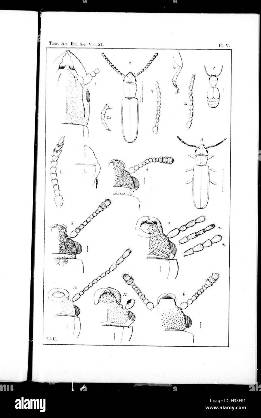 Diese Überarbeitung der Cucujidae-Familie in Amerika nördlich von Mexiko detailliert die Identifizierung, Klassifizierung und Verteilung dieser Käfer. Sie umfasst taxonomische Beschreibungen und ökologische Rollen in ihren Umgebungen. Stockfoto