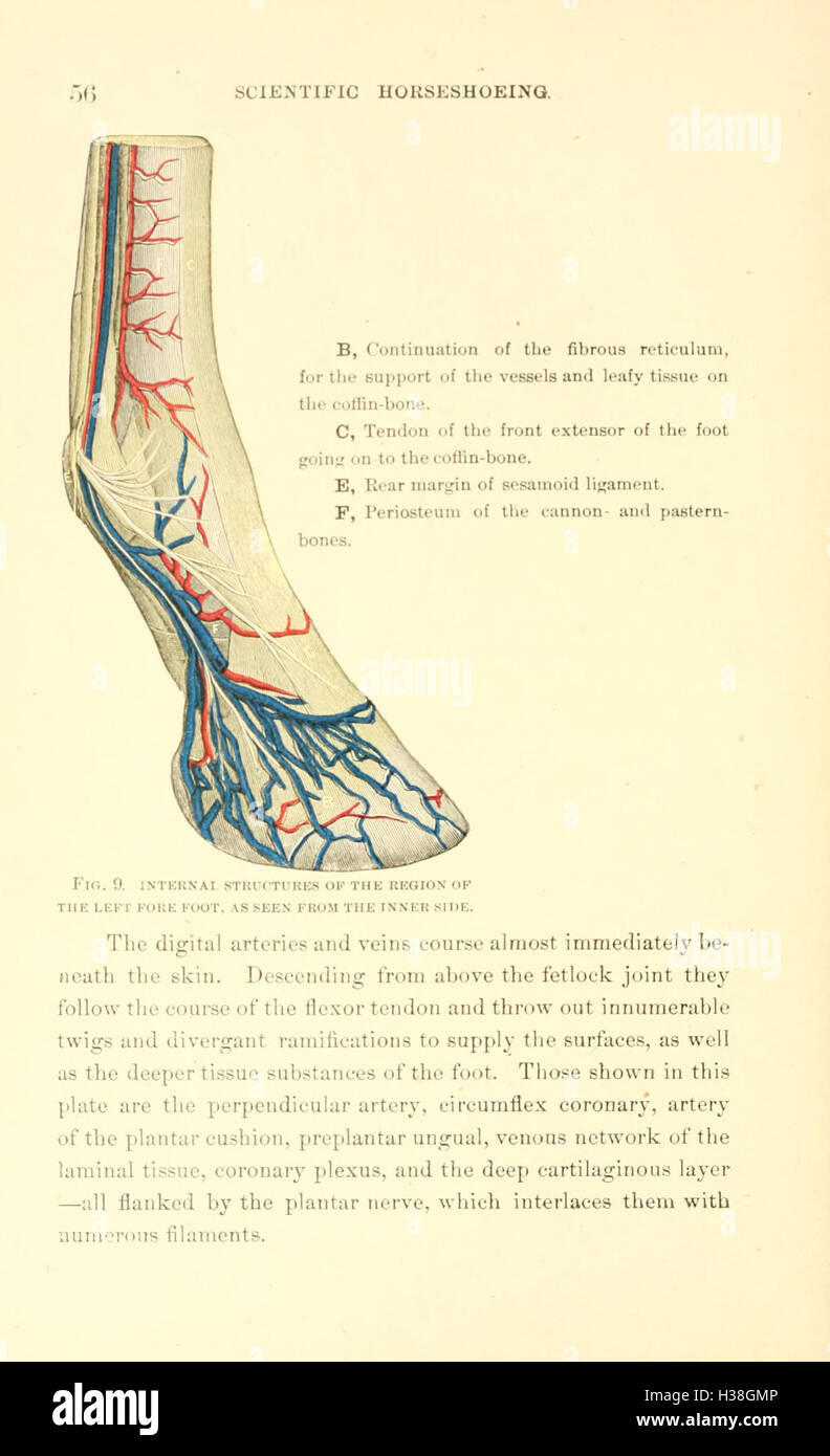 Diese Arbeit von Russell konzentriert sich auf die Praxis des wissenschaftlichen Hufeisensports, wobei Methoden zur Nivellierung und Ausbalancierung des Gehwegs von Pferden und zur Vorbeugung von Fußkrankheiten durch geeignete Schuhtechniken hervorgehoben werden. Stockfoto Diese Arbeit von Russell konzentriert sich auf die Praxis des wissenschaftlichen Hufeisensports, wobei Methoden zur Nivellierung und Ausbalancierung des Gehwegs von Pferden und zur Vorbeugung von Fußkrankheiten durch geeignete Schuhtechniken hervorgehoben werden. Stockfoto