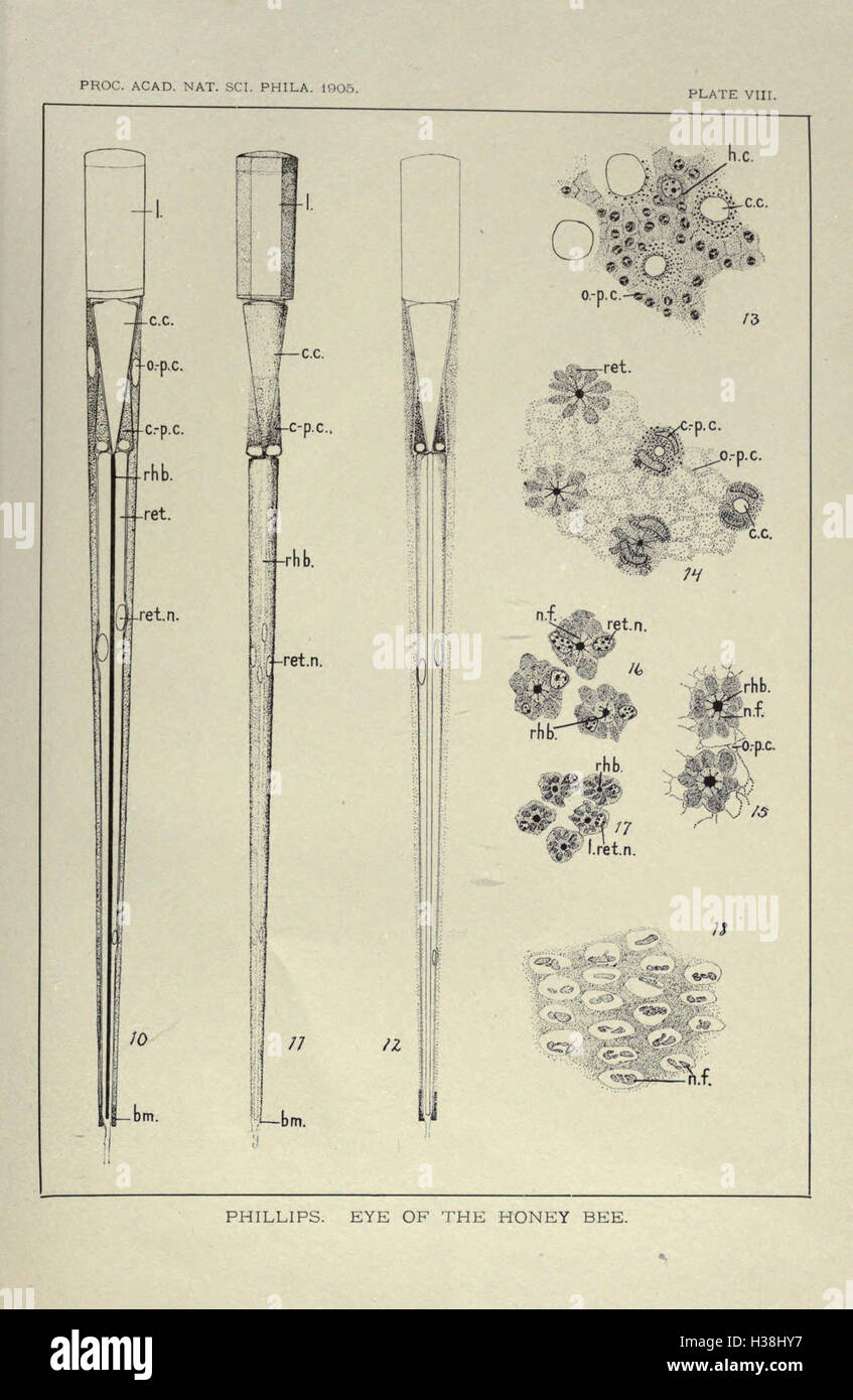 Eine Untersuchung der zusammengesetzten Augenstruktur und ihrer Entwicklung bei Honigbienen unter Hervorhebung ihrer Funktion bei Navigation und Nahrungssuche. Stockfoto