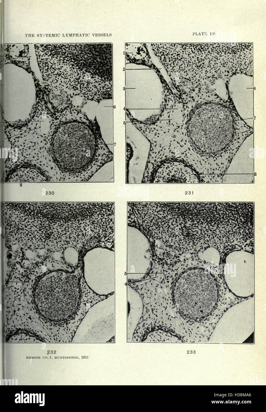 Diese Studie konzentriert sich auf die Anatomie und Entwicklung der systemischen Lymphgefäße bei Hauskatzen und bietet eine detaillierte Analyse ihrer Struktur und Funktion. Stockfoto
