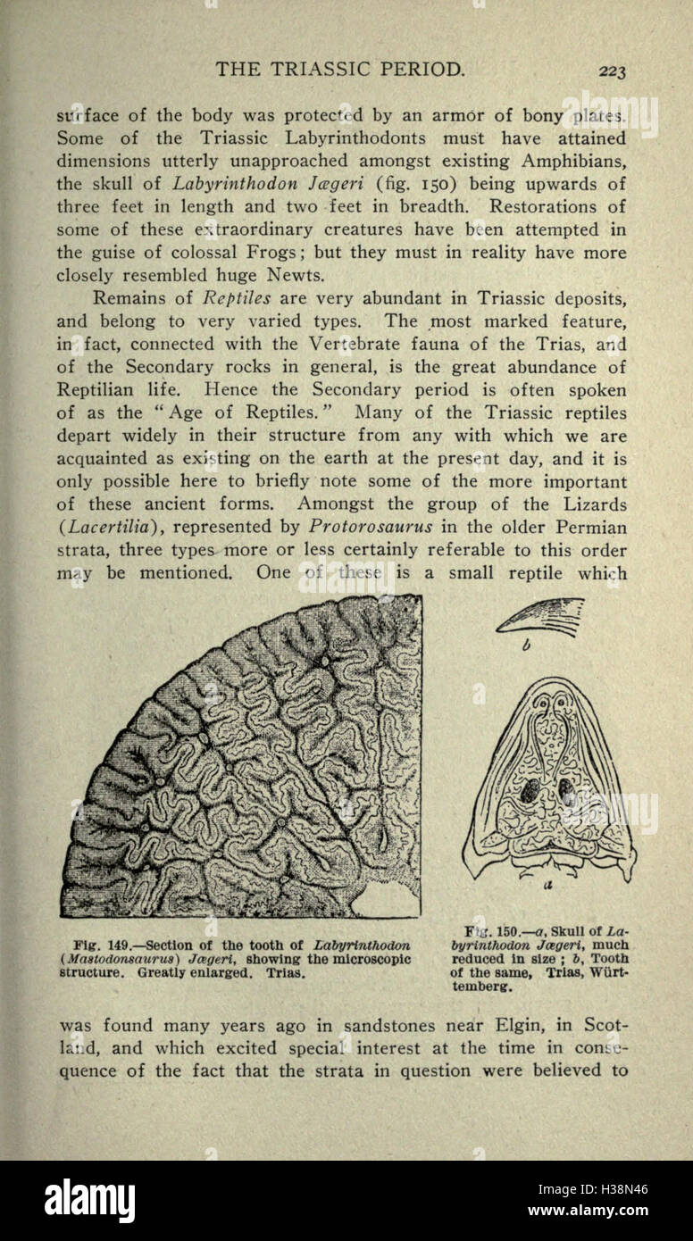 Diese Arbeit erforscht die geologische und biologische Geschichte der Erde und beschreibt die Evolution des Lebens von der Antike bis hin zu modernen Arten, basierend auf fossilen Beweisen und geologischen Daten. Stockfoto
