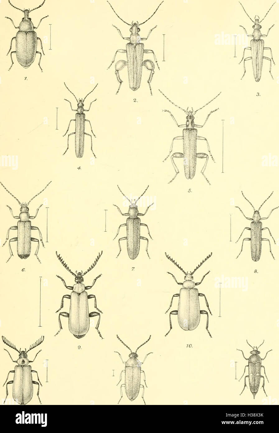 Diese umfassende Arbeit beschreibt die in Großbritannien und Irland heimischen Käferarten, einschließlich ihrer Lebensräume, Orte und Klassifizierung in Familien und Gattungen. Stockfoto