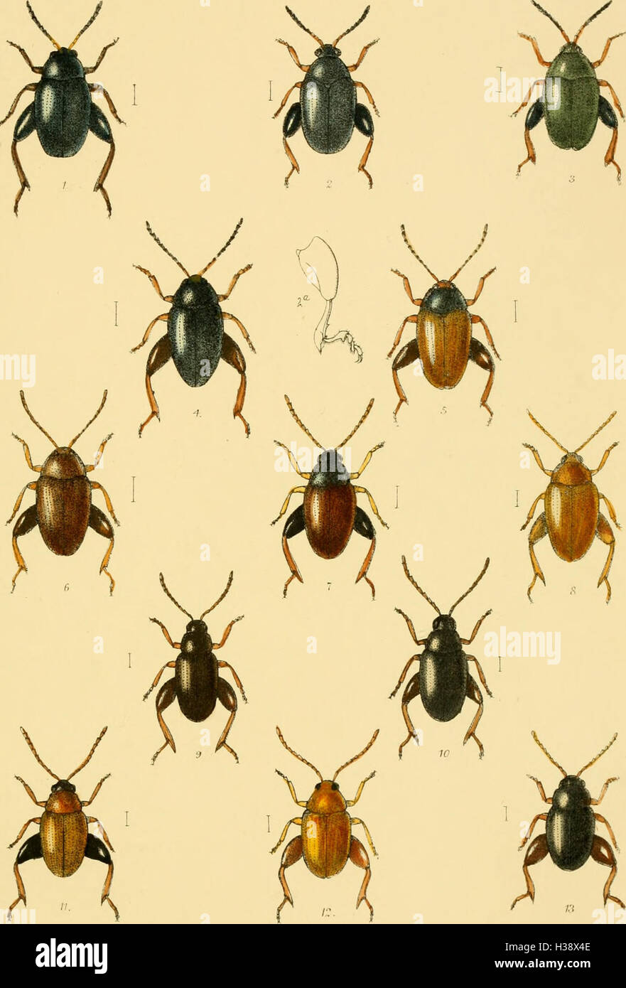 Eine deskriptive Untersuchung der Käferfamilien, Gattungen und Arten in Großbritannien und Irland, in der ihre Lokalitäten und Lebensräume detailliert dargestellt werden. Stockfoto
