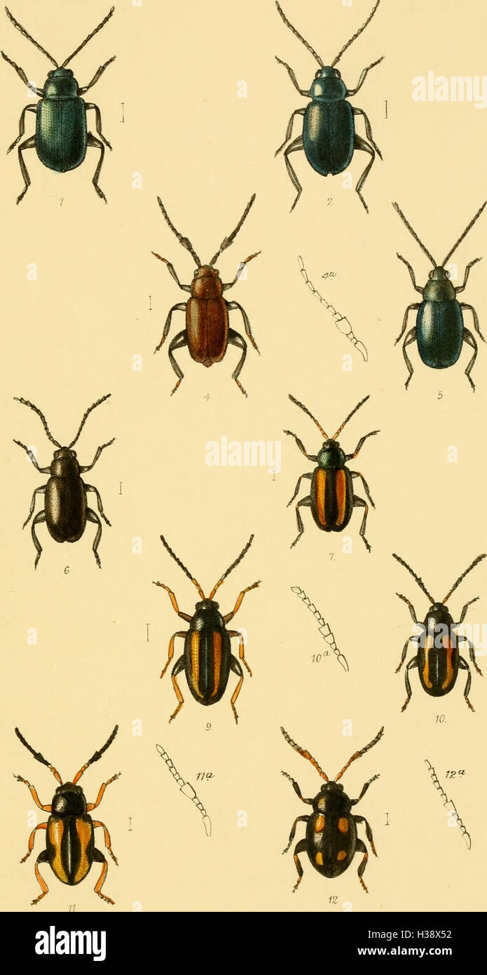 Eine detaillierte Beschreibung der in Großbritannien und Irland gefundenen Käferarten, einschließlich ihrer Klassifizierung, Lebensräume und geografischen Verteilung. Stockfoto