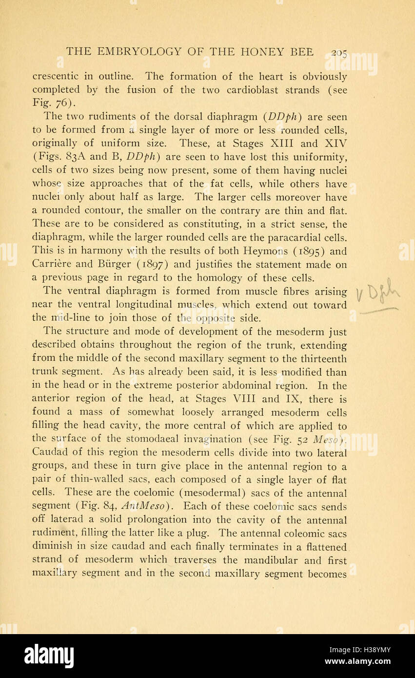 Dieser Text enthält eine eingehende Untersuchung der Embryologie der Honigbienen und beschreibt den Entwicklungsprozess vom Ei zur ausgewachsenen Biene. Es enthält Illustrationen und Beschreibungen der verschiedenen Stadien der Bienenentwicklung und bietet eine umfassende Ressource für Entomologen und Biologen. Stockfoto