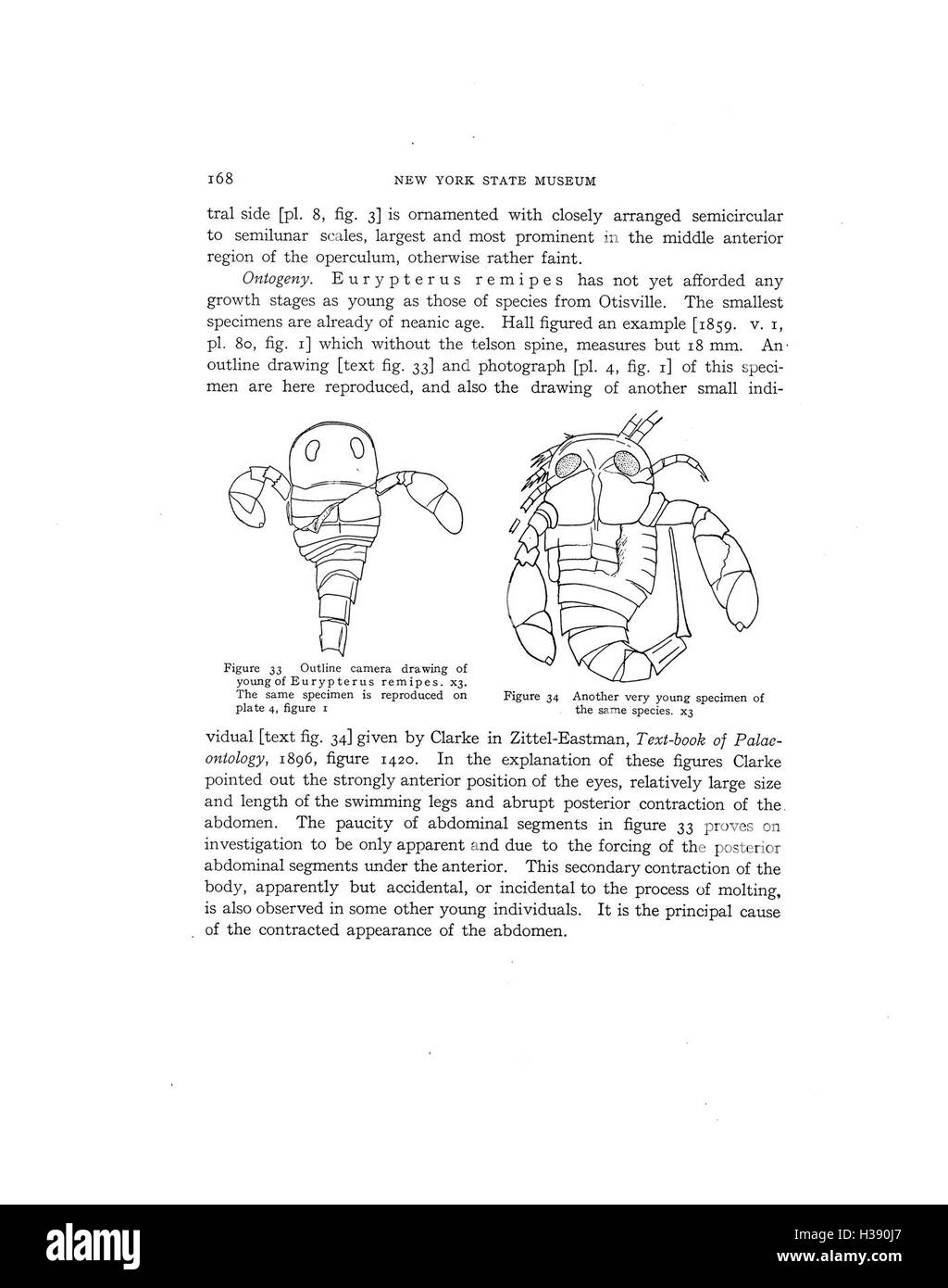 Diese Arbeit untersucht die Eurypterida, eine ausgestorbene Gruppe von Wasserarthropoden, die in New York gefunden wurden. Sie untersucht ihre Klassifizierung, fossile Beweise und die Rolle, die sie in alten Ökosystemen spielten. Stockfoto