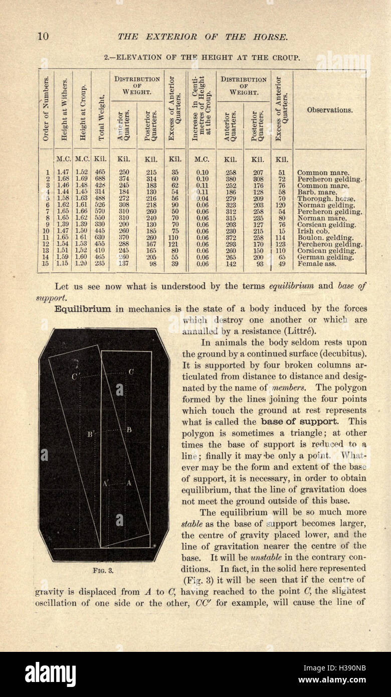 Dieser Text untersucht die physischen Eigenschaften und äußeren Merkmale des Pferdes, wobei er sich auf Körperstruktur, Exterieur und wie diese Eigenschaften die Leistung beeinflussen. Stockfoto