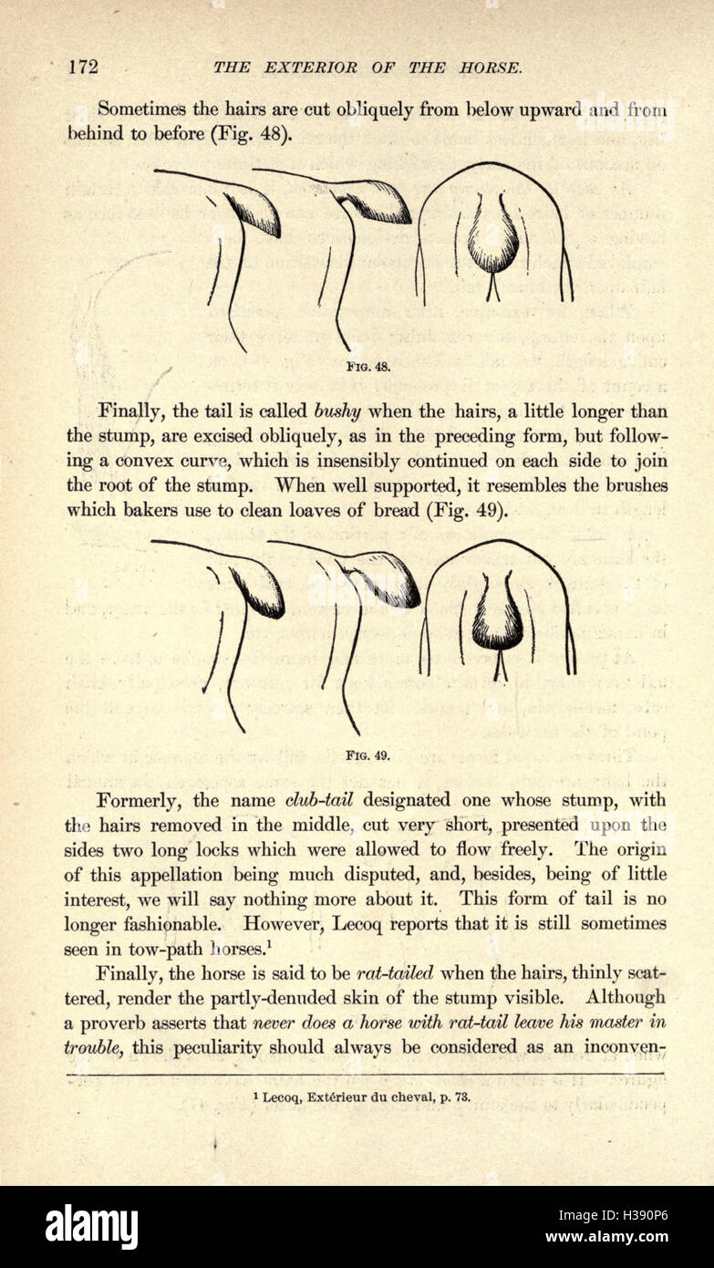 Eine detaillierte Untersuchung der äußeren Anatomie des Pferdes mit Schwerpunkt auf Exterieur, Struktur und ihre Auswirkungen auf Leistung und Gesundheit. Stockfoto
