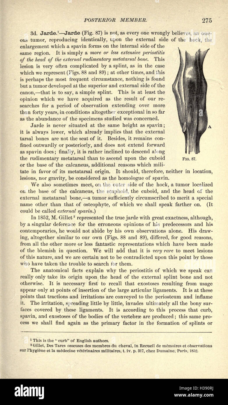 Dieser Text befasst sich mit den körperlichen Eigenschaften von Pferden, wobei der Schwerpunkt auf ihrer äußeren Anatomie und der Bedeutung ihrer äußeren Merkmale für die Gesundheit und Leistung von Pferden liegt. Stockfoto