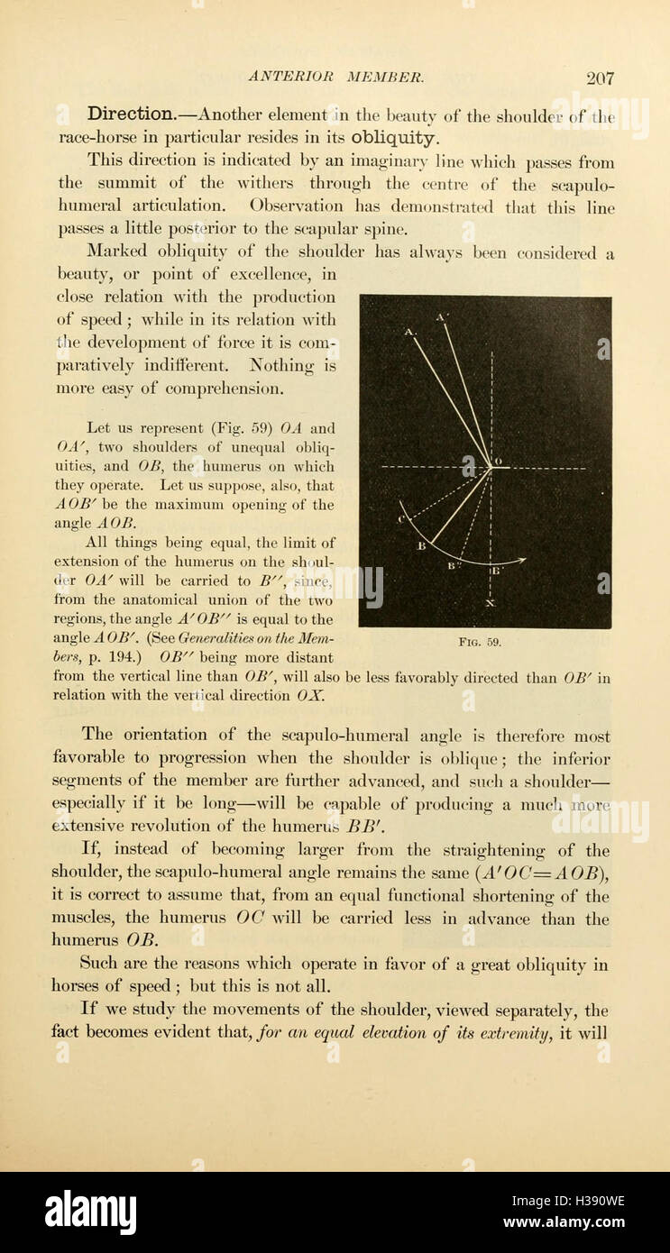 „Das Äußere des Pferdes“ konzentriert sich auf die physischen Eigenschaften und Merkmale von Pferden, wobei die Körperstruktur, das Exterieur und die Bewertung von äußeren Eigenschaften betont werden, die ihre Leistung und allgemeine Gesundheit beeinflussen. Stockfoto