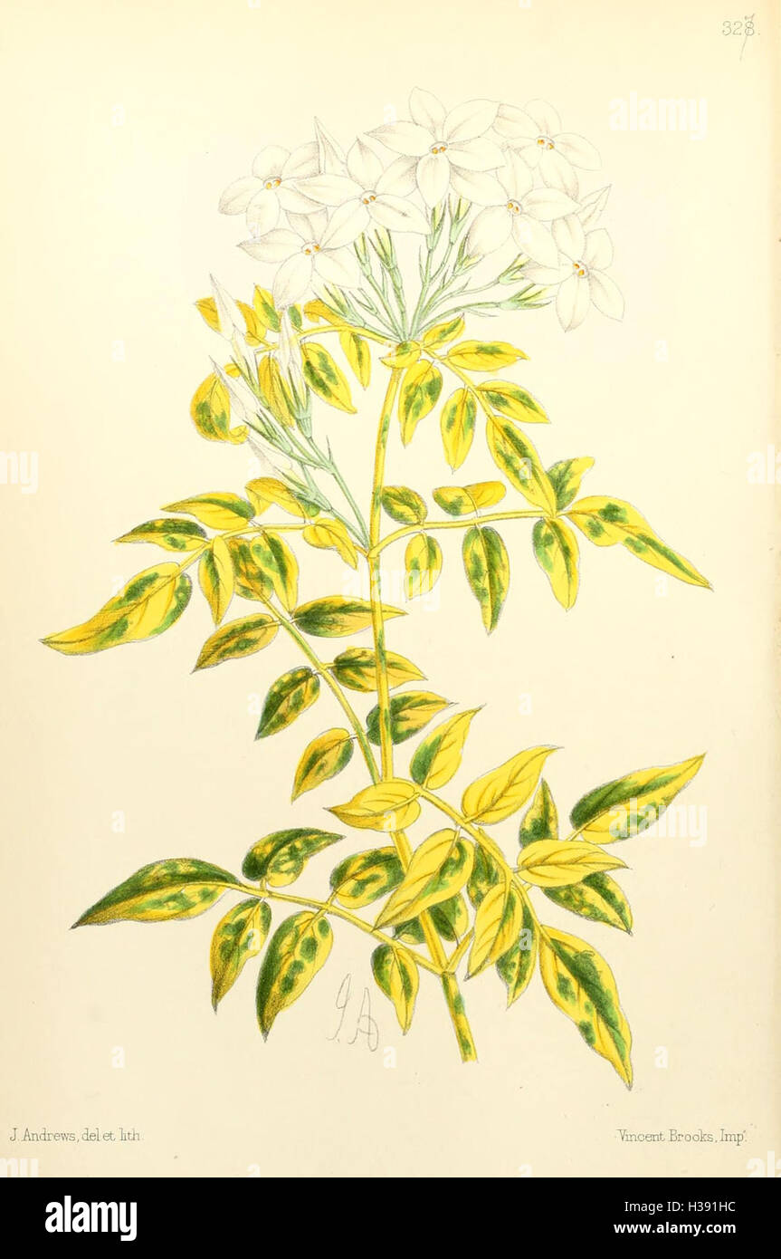 Eine botanische Publikation, die die Illustrationen und Beschreibungen von Pflanzen mit Schwerpunkt auf deren Identifizierung und Eigenschaften zeigt. Stockfoto