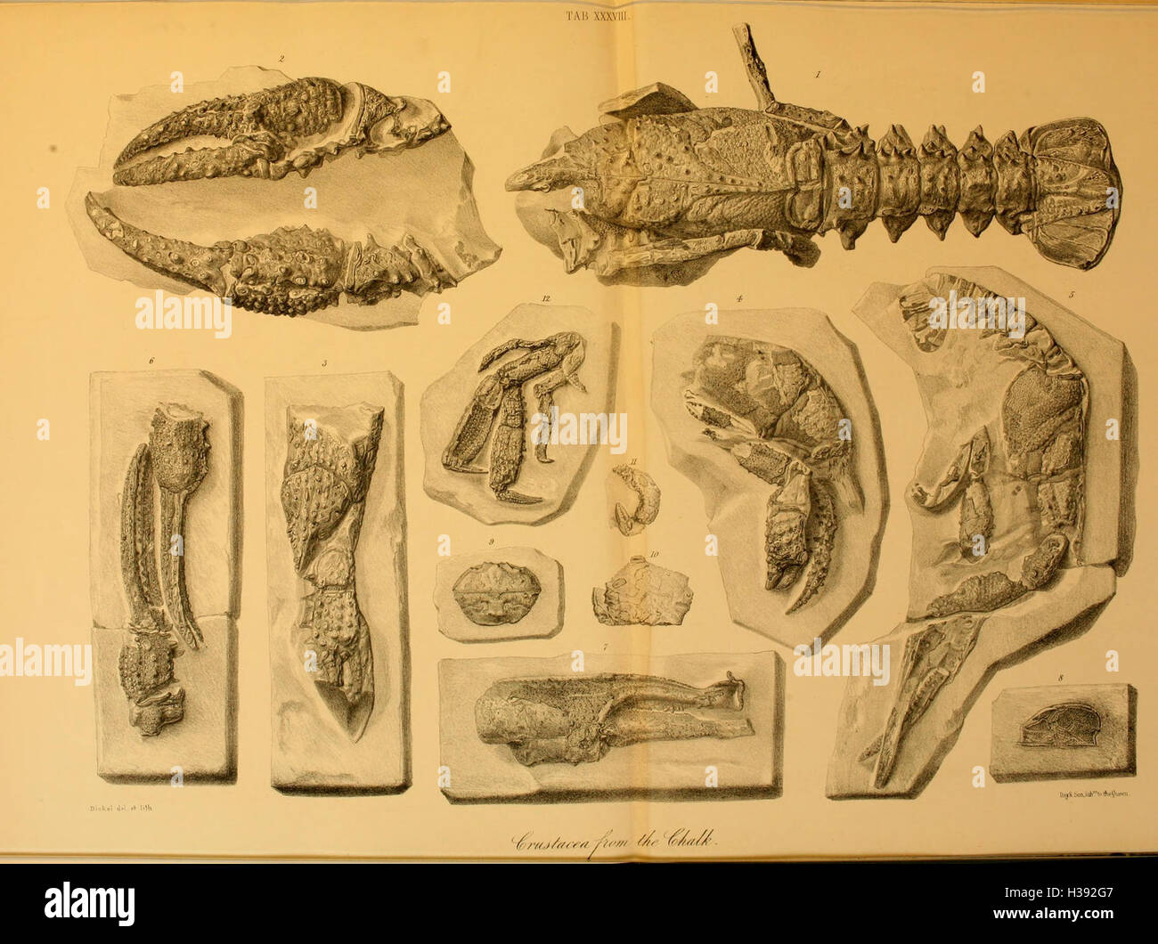 Die Geologie und Fossilien aus dem Tertiär und Kreidezeit Formationen der Sussex BHL148 Stockfoto