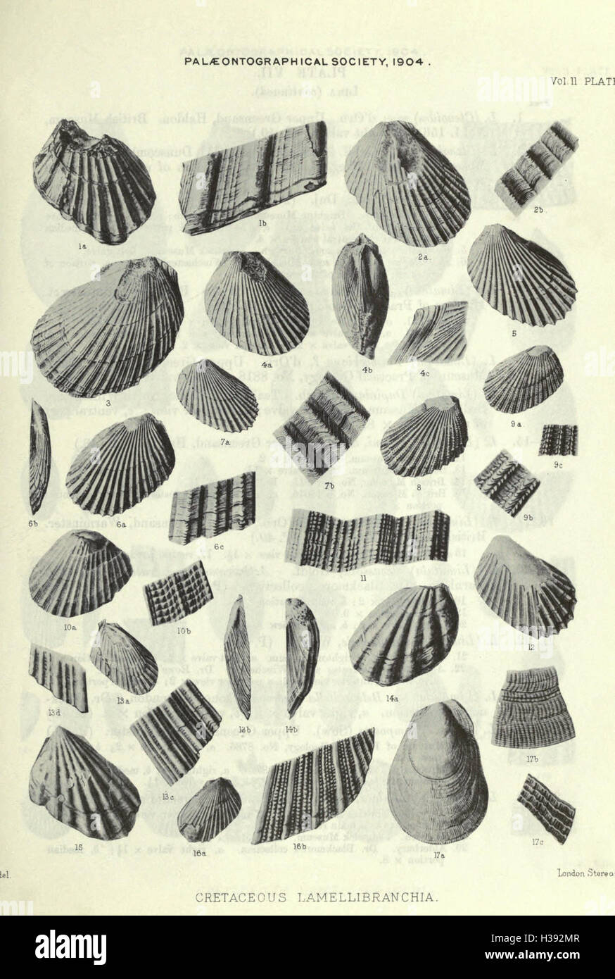 Eine Monographie der Kreidezeit Lamellibranchia England BHL207 Stockfoto