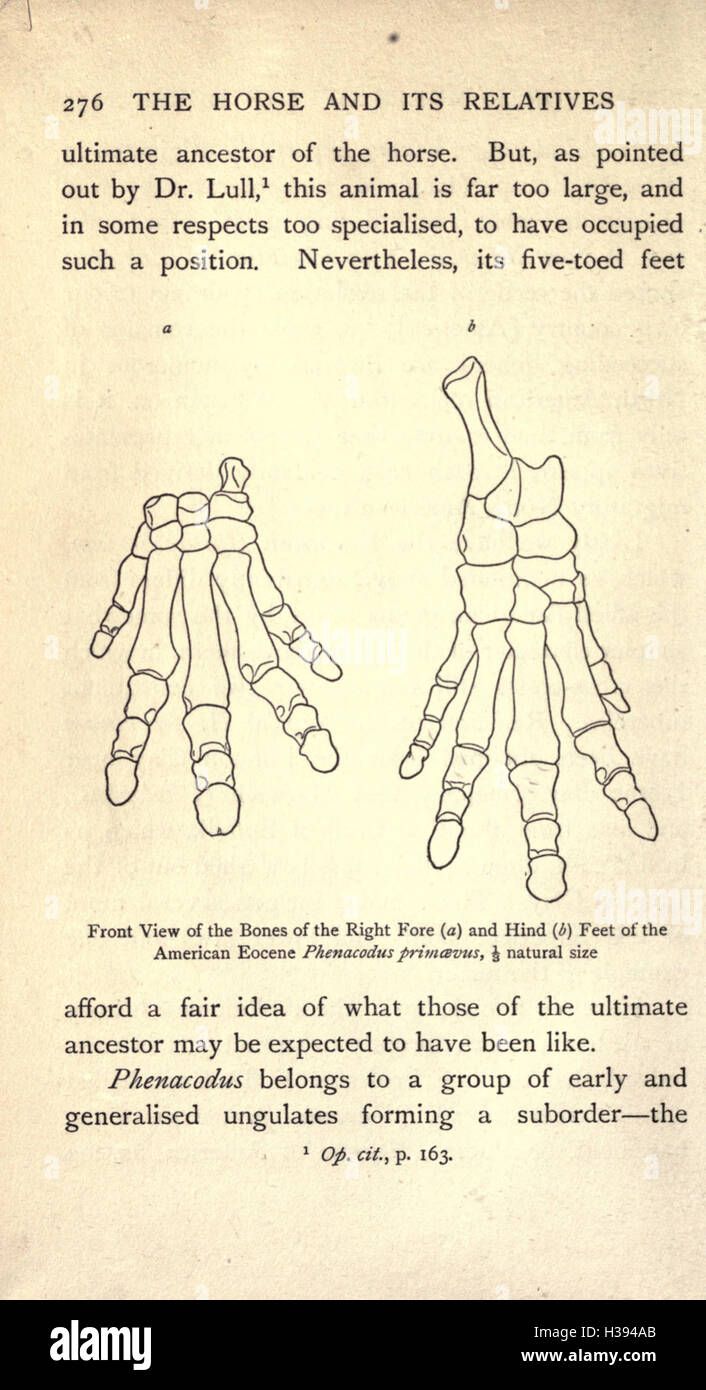 Ein Uberblick über das Pferd und seine evolutionären Verwandten, zur Untersuchung anatomischer Merkmale und Abstammung innerhalb der Equidenfamilie. Stockfoto