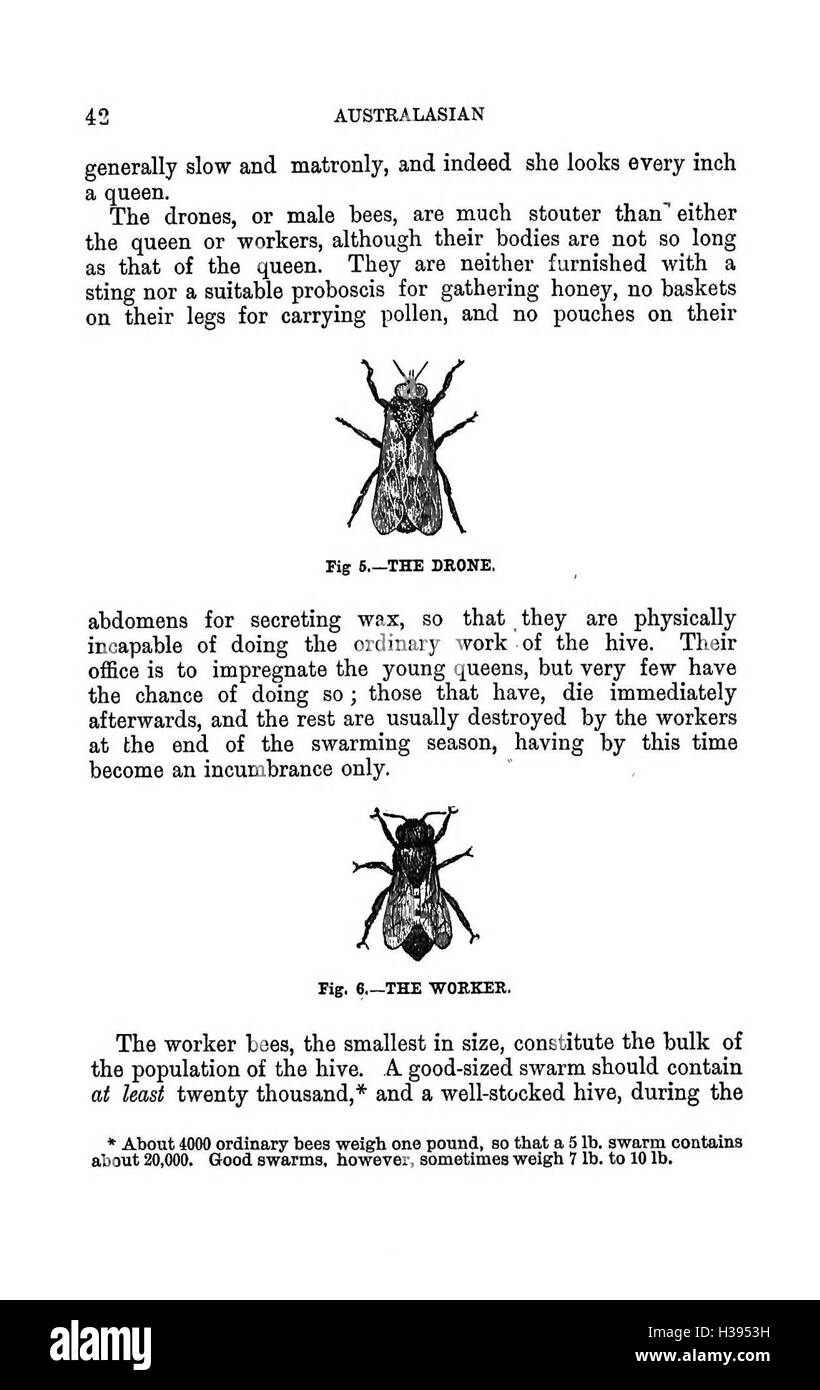 Dieses Handbuch bietet einen umfassenden Leitfaden zu modernen Imkerei-Praktiken in der südlichen Hemisphäre mit Abbildungen und detaillierten Anweisungen zur Bienenpflege und zum Bienenbewirtschaftung. Stockfoto