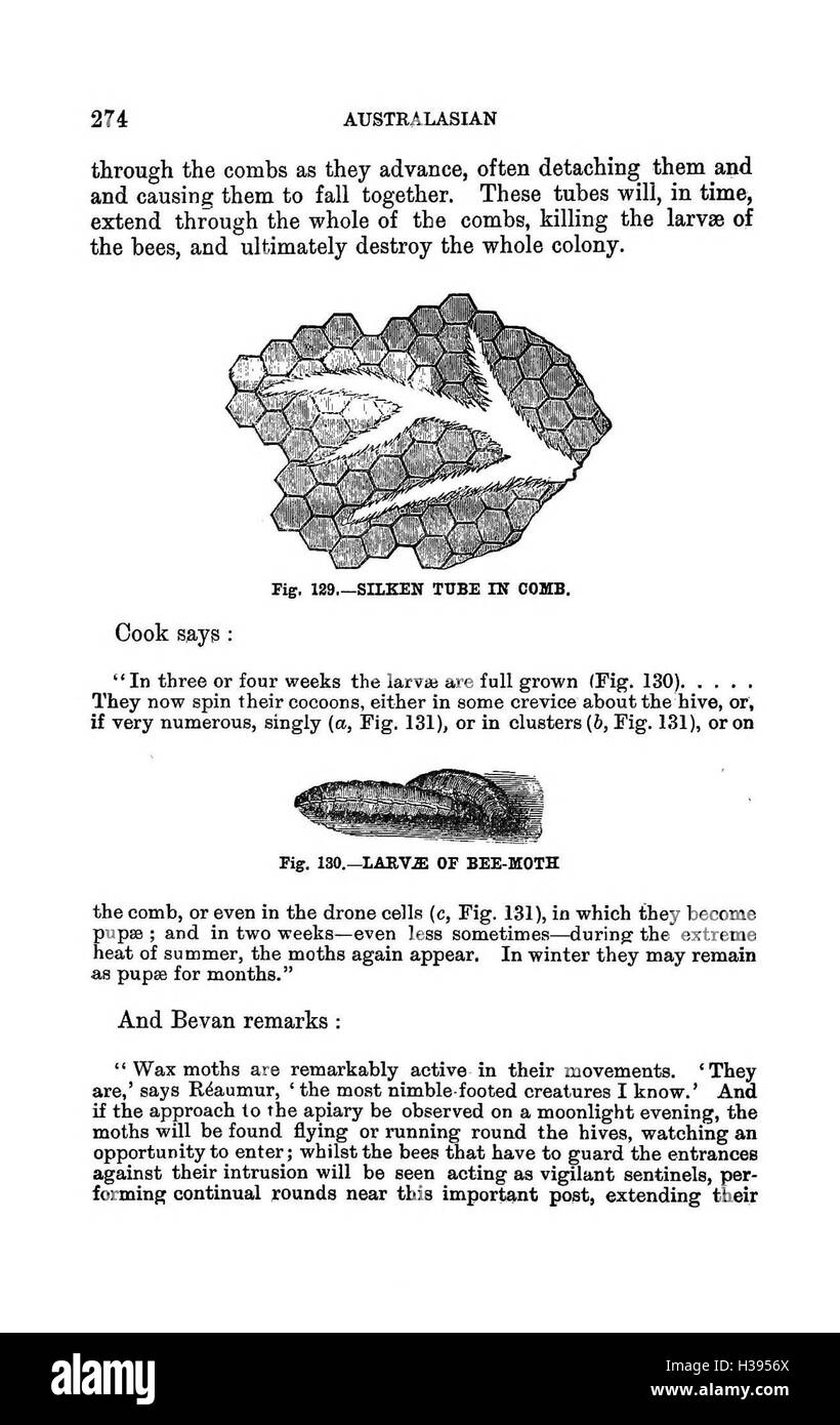 Die illustrierte Australasian Biene manuelle und vollständige Anleitung zur modernen Biene Kultur in der südlichen Hemisphäre BHL385 Stockfoto