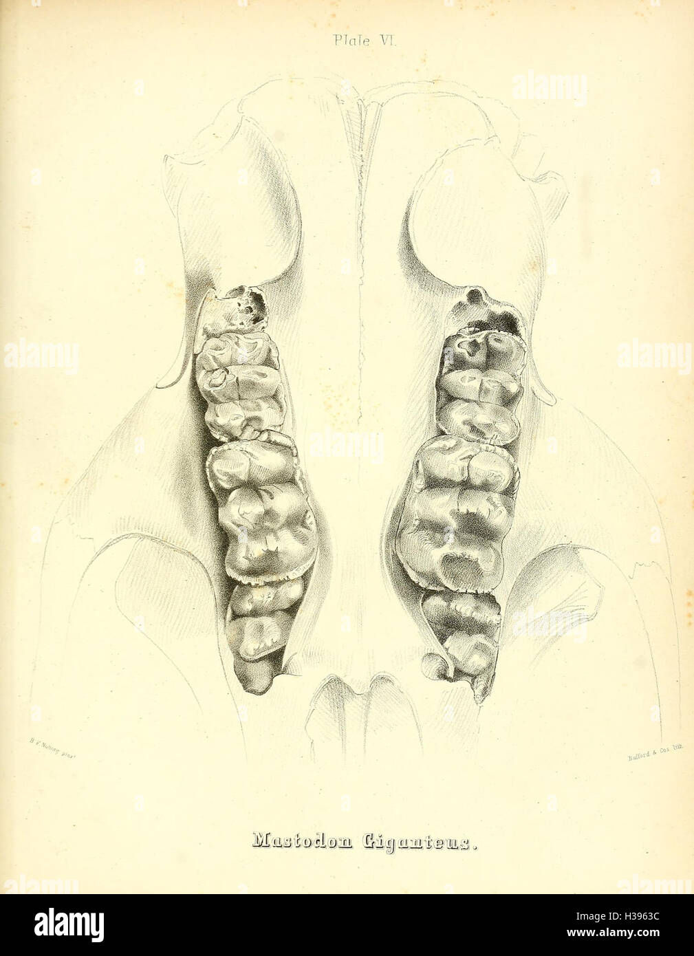 Diese Seite enthält eine detaillierte Abbildung und Beschreibung des Mastodon giganteus, einer ausgestorbenen Art, die in Nordamerika beheimatet ist und sich auf seine Größe, sein Aussehen und seine Bedeutung in der Paläontologie konzentriert. Stockfoto