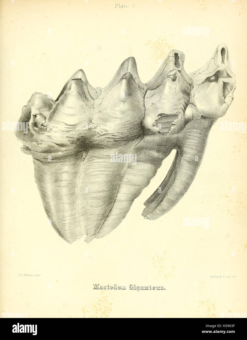 Dieser Text enthält eine detaillierte Studie über den Mastodon giganteus, eine ausgestorbene Mastodonart aus Nordamerika, mit Schwerpunkt auf seinen fossilen Überresten und paläontologischen Bedeutung. Stockfoto