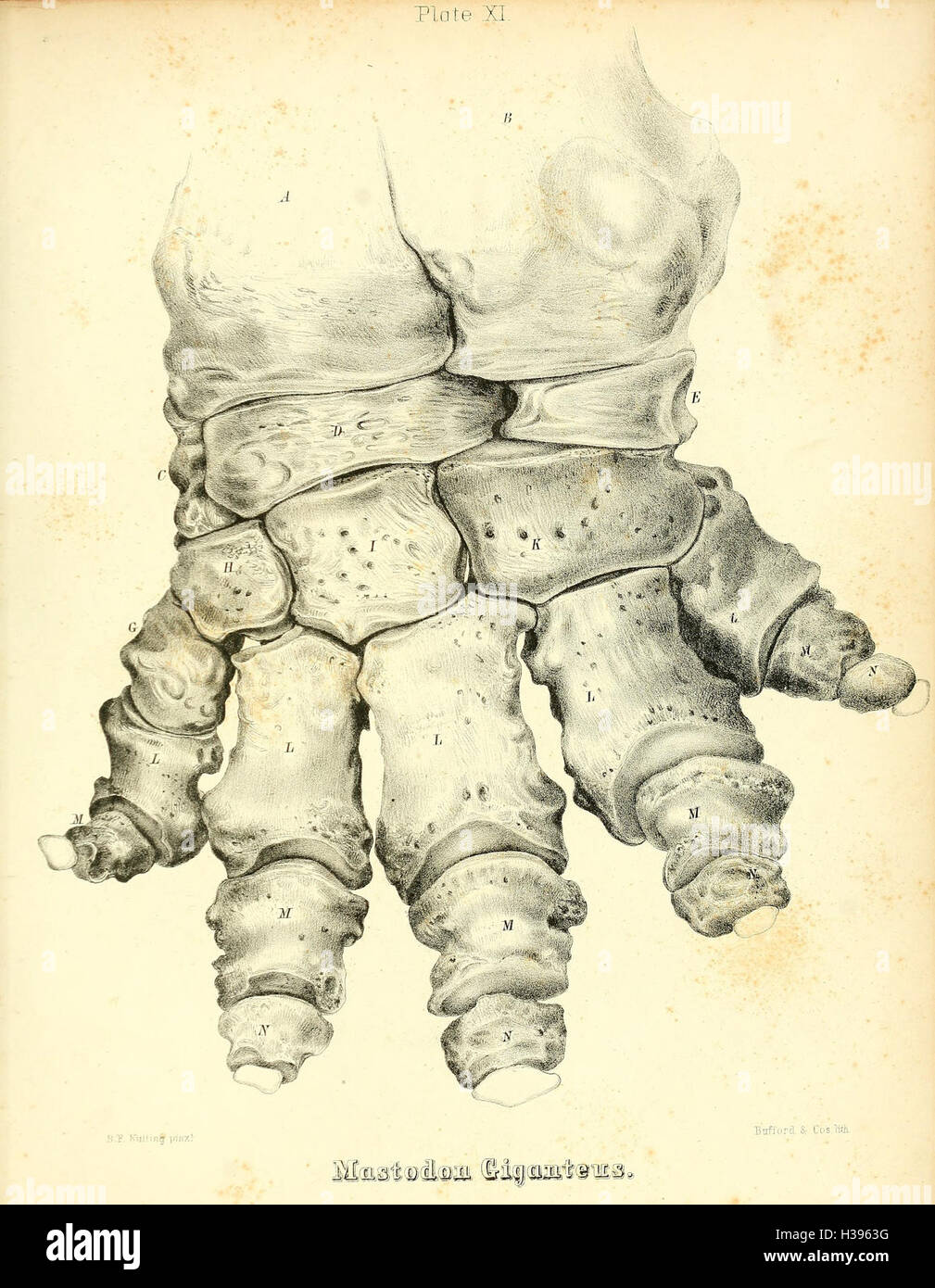 Diese Seite zeigt eine Illustration des Mastodon giganteus, einer ausgestorbenen Art von Mammut-ähnlichen Kreaturen, die während des Pleistozäns in Nordamerika lebte. Stockfoto