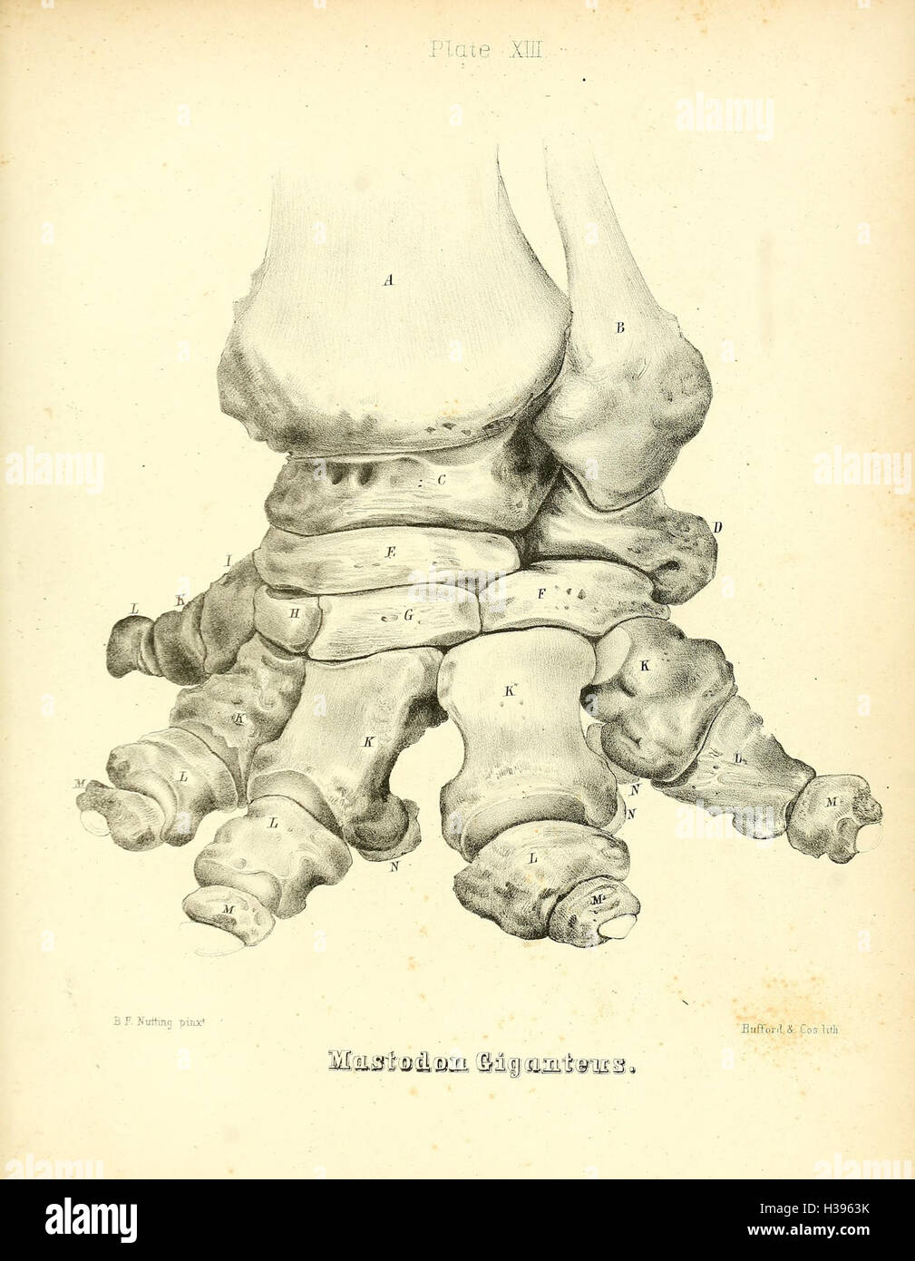 Diese Platte zeigt Abbildungen und detaillierte Informationen über den Mastodon giganteus, eine ausgestorbene Elefantenart, die einst Nordamerika durchstreifte. Die Platte hebt ihre Größe, Morphologie und Schlüsselmerkmale hervor. Stockfoto